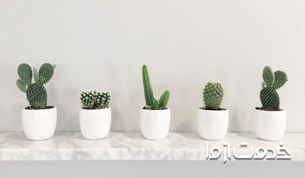 فواید نگهداری کاکتوس